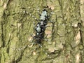 Mating longhorn beetle Royalty Free Stock Photo
